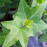 4" pot - Hedera Ivy