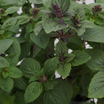Herb - 4" pot