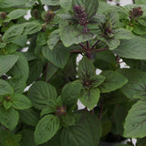 Herb - 4" pot