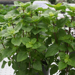 Herb - 4" pot