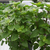 Herb - 4" pot