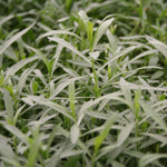 Herb - 4" pot