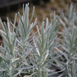 Herb - 4" pot