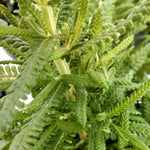 Herb - 4" pot