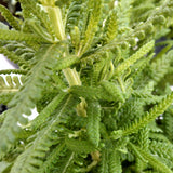 Herb - 4" pot