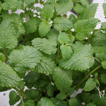 Herb - 4" pot