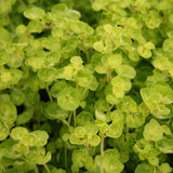 Herb - 4" pot