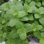 Herb - 4" pot