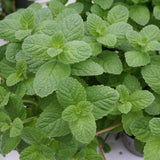 Herb - 4" pot