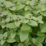 Herb - 4" pot