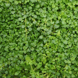 Herb - 4" pot