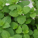 Herb - 4" pot
