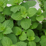 Herb - 4" pot
