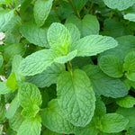 Herb - 4" pot