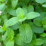 Herb - 4" pot