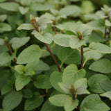 Herb - 4" pot