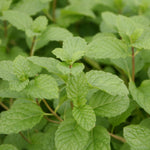 Herb - 4" pot
