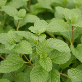 Herb - 4" pot