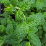 Herb - 4" pot
