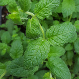 Herb - 4" pot