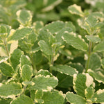 Herb - 4" pot