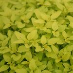 Herb - 4" pot
