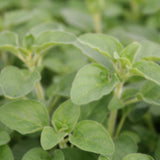 Herb - 4" pot