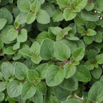 Herb - 4" pot