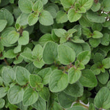 Herb - 4" pot