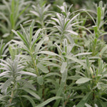 Herb - 4" pot