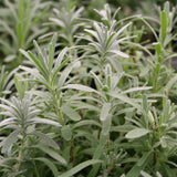 Herb - 4" pot