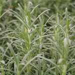 Herb - 4" pot