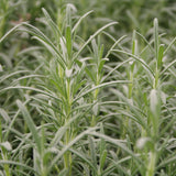 Herb - 4" pot