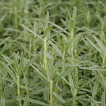 Herb - 4" pot