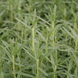 Herb - 4" pot