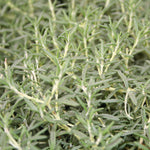 Herb - 4" pot