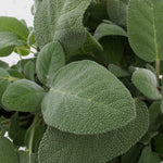 Herb - 4" pot