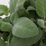 Herb - 4" pot