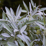 Herb - 4" pot