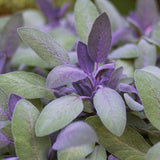 Herb - 4" pot