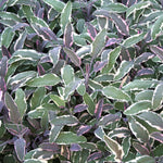 Herb - 4" pot