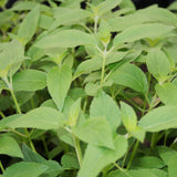 Herb - 4" pot