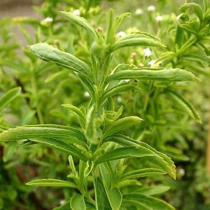 Herb - 4" pot