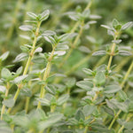 Herb - 4" pot