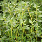 Herb - 4" pot