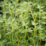 Herb - 4" pot