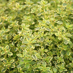 Herb - 4" pot