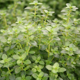 Herb - 4" pot