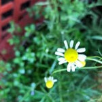 Herb - 4" pot