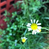 Herb - 4" pot